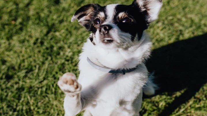 Veja curiosidades incríveis sobre as patinhas de cachorro