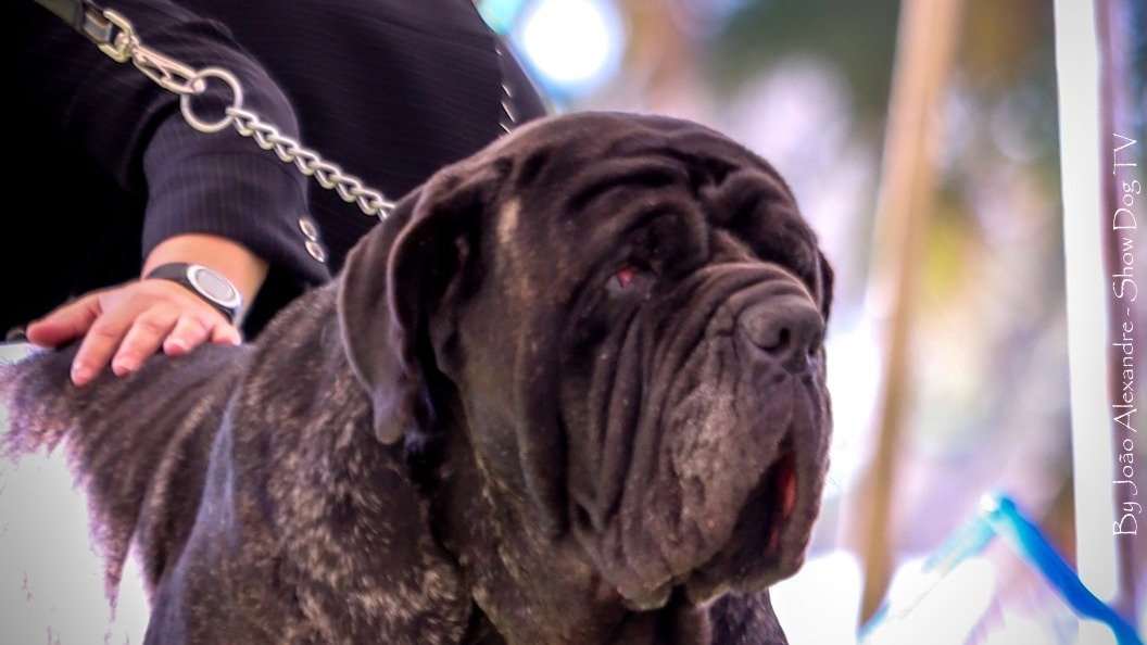 Cão de guarda: conheça 3 raças indicadas para o posto